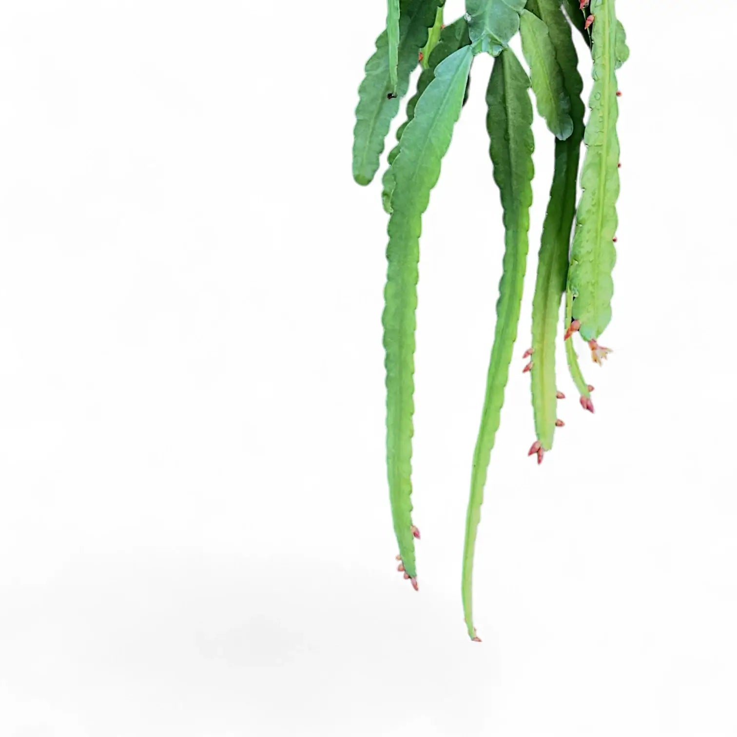 Pfeiffera monacantha – Blatt-Detailaufnahme auf weißem Hintergrund.