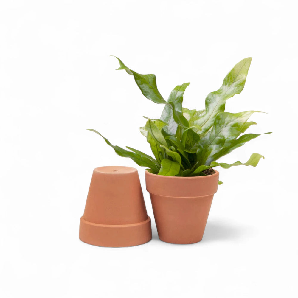 Terracotta pot product photo on white background.