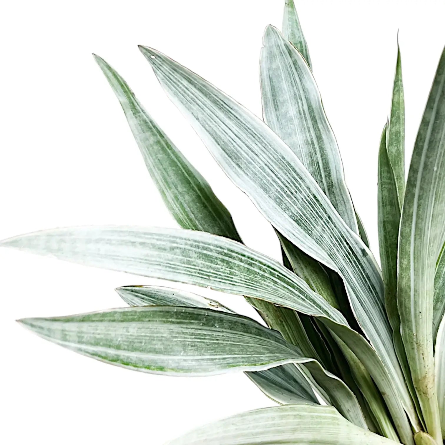 Dracaena (Sansevieria) trifasciata 'Metallica' – Nahaufnahme eines Blatts vor weißem Hintergrund.