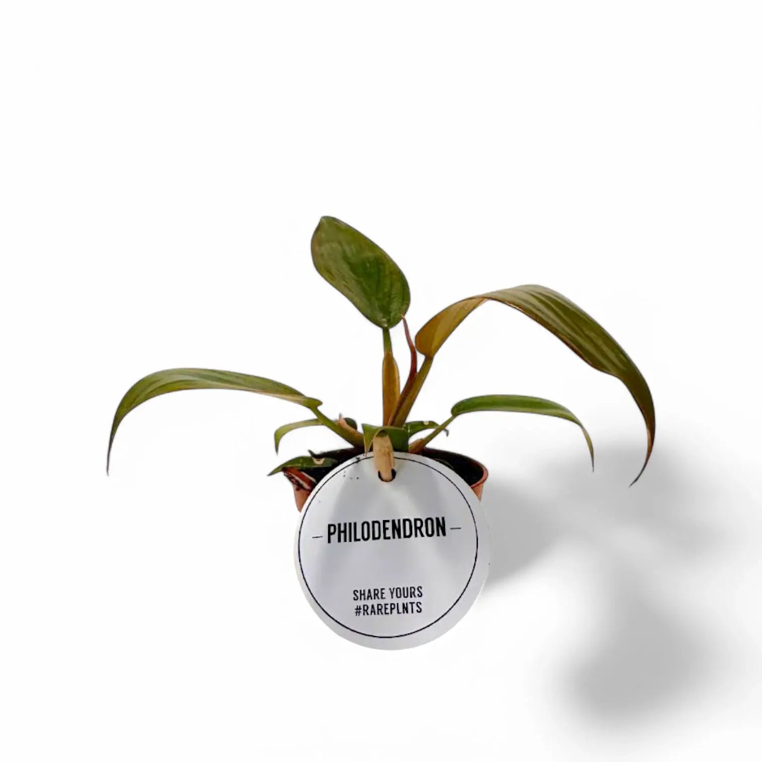 Philodendron 'Florida bronze' potted houseplant in nursery pot on white background, product photo 5.