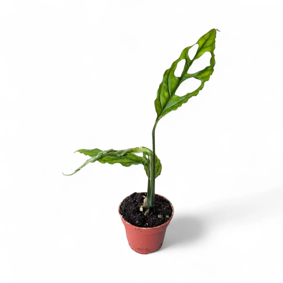 Monstera obliqua (Peru) potted houseplant in nursery pot on white background, product photo 4.