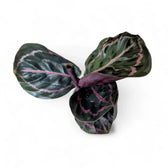 Goeppertia (Calathea) roseopicta 'Dottie' ('Illustrious') – Topfpflanze im Kulturtopf vor weißem Hintergrund, Produktfoto 2.