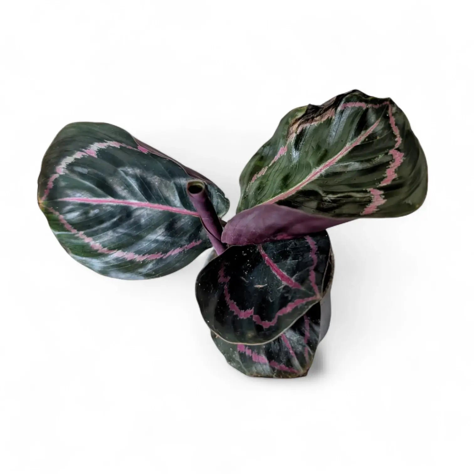 Goeppertia (Calathea) roseopicta 'Dottie' ('Illustrious') – Topfpflanze im Kulturtopf vor weißem Hintergrund, Produktfoto 2.