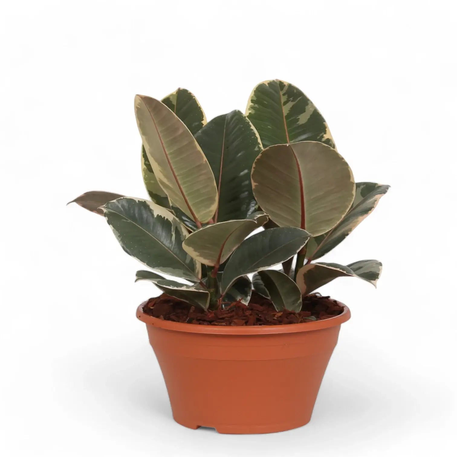 Ficus elastica 'Tineke' – Topfpflanze im Kulturtopf vor weißem Hintergrund, Produktfoto 14.