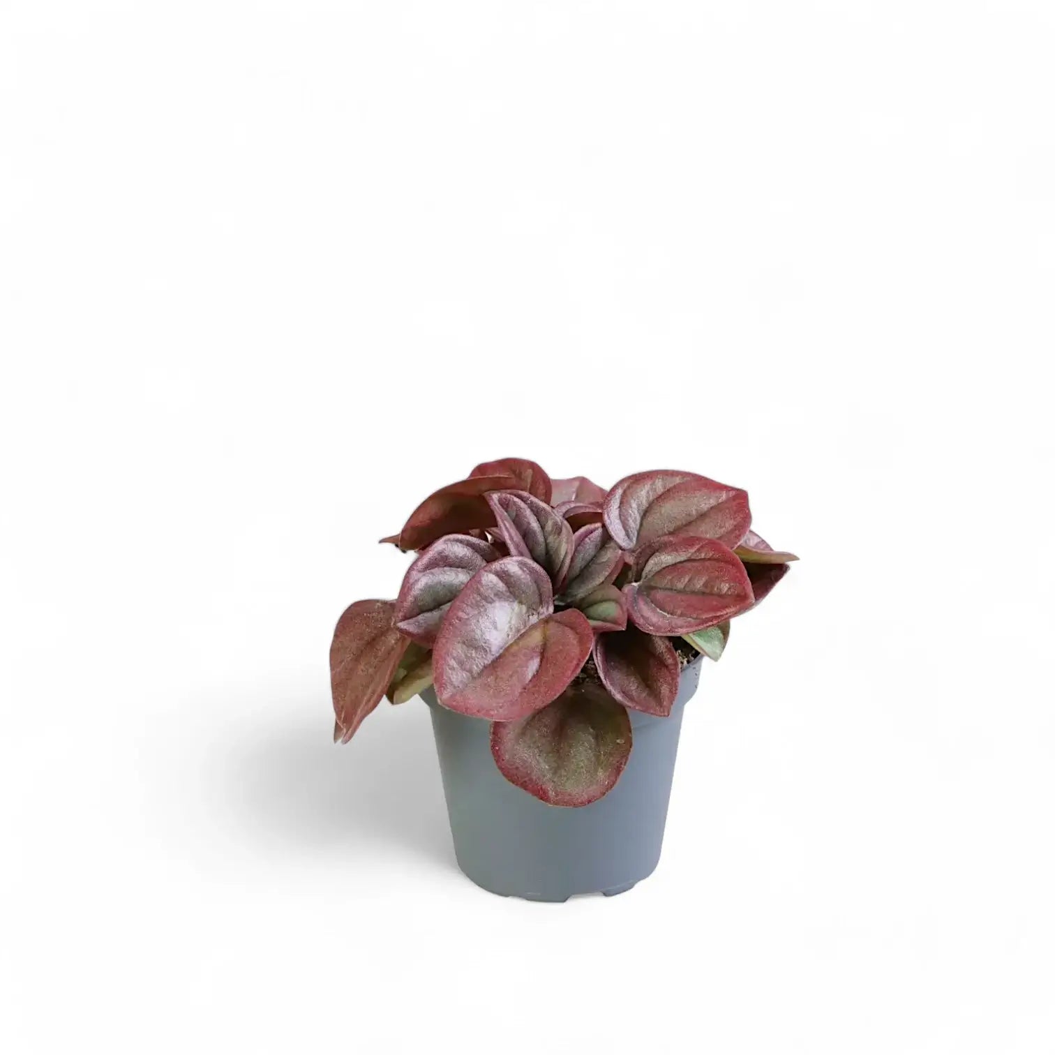 Peperomia caperata 'Cayenne' – Zimmerpflanze im Kulturtopf auf weißem Hintergrund, Produktfoto 2.
