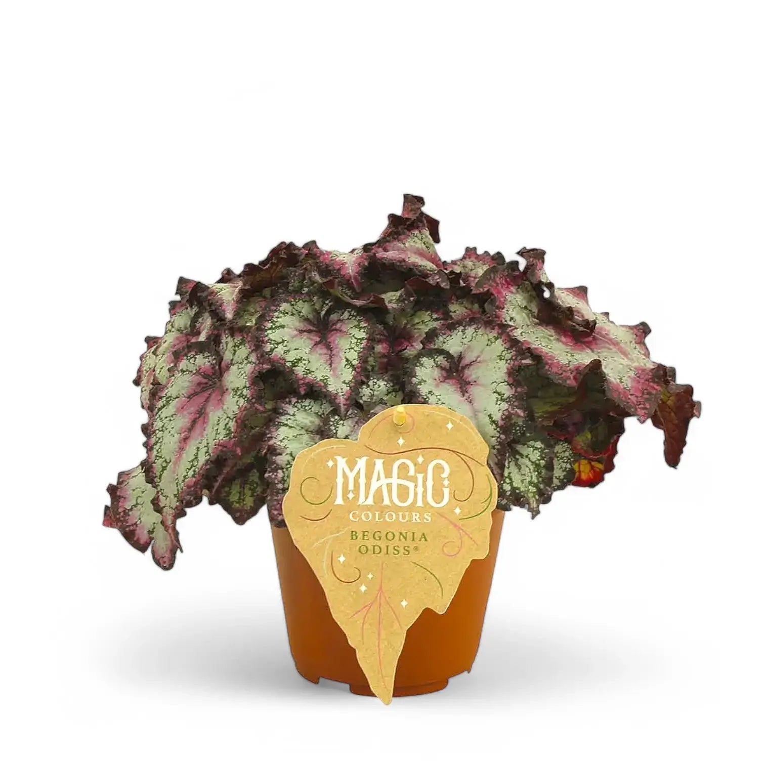 Begonia rex 'Odissi' – Zimmerpflanze im Kulturtopf auf weißem Hintergrund, Produktfoto 2.