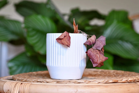Alocasia with leaf loss and drooping stems in a white pot