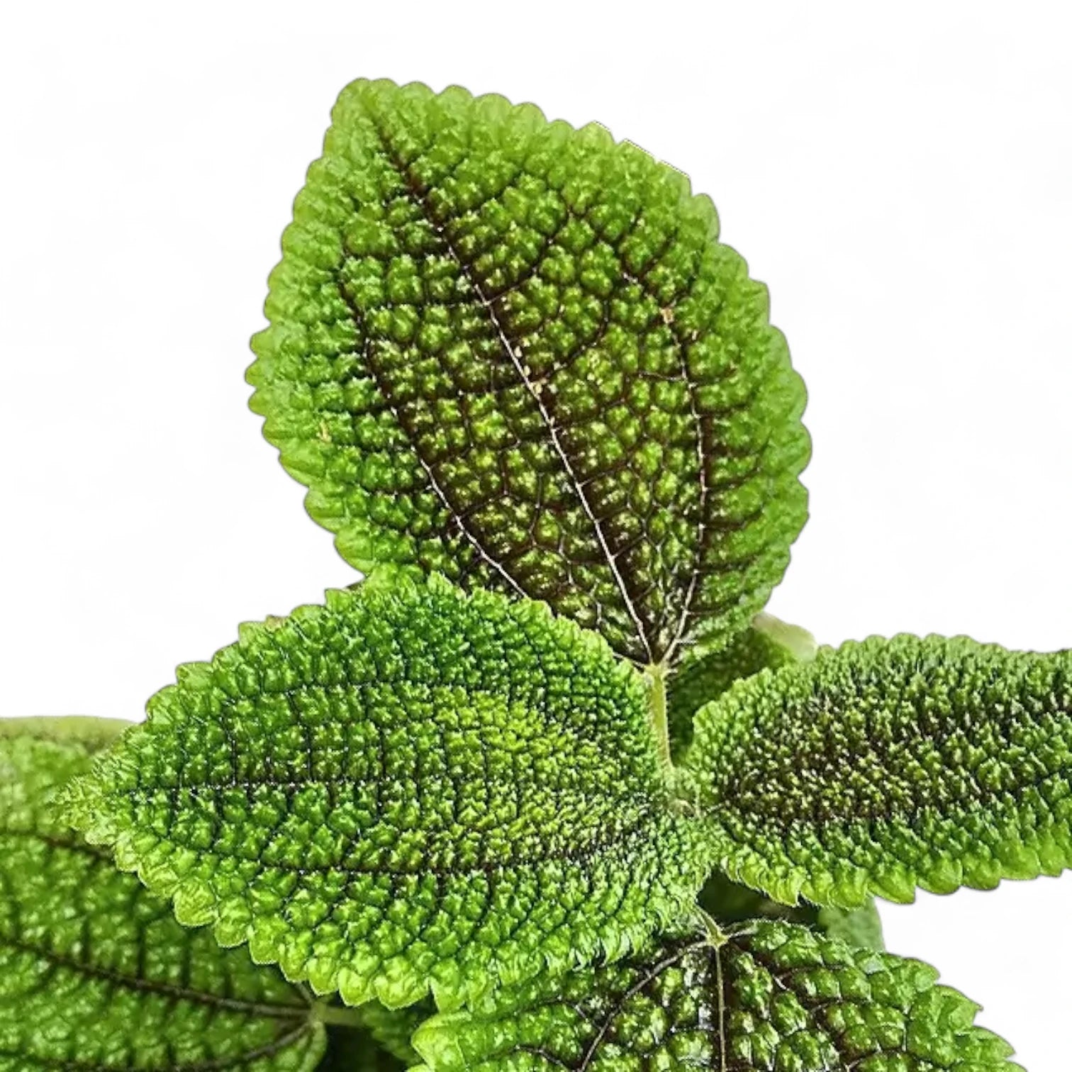 Pilea ovalis 'Moon valley' leaf close-up on white background.