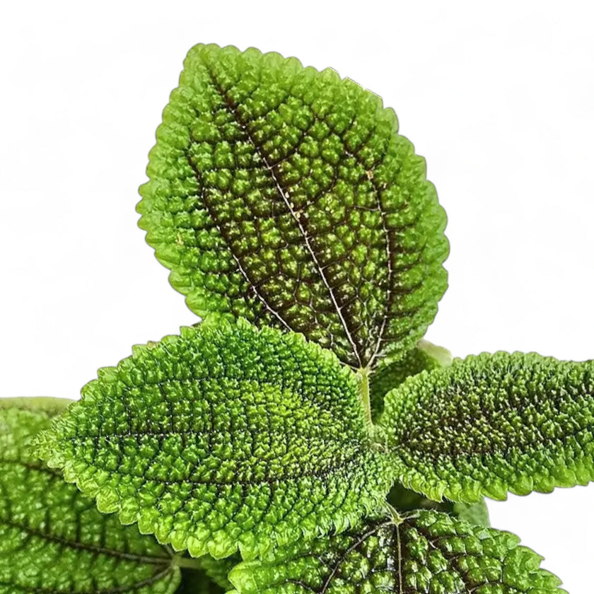 Pilea ovalis 'Moon valley' leaf close-up on white background.