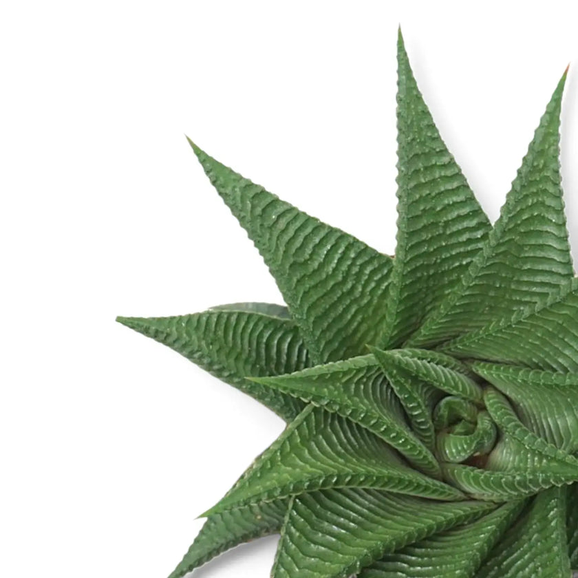 Haworthiopsis limifolia leaf close-up on white background.