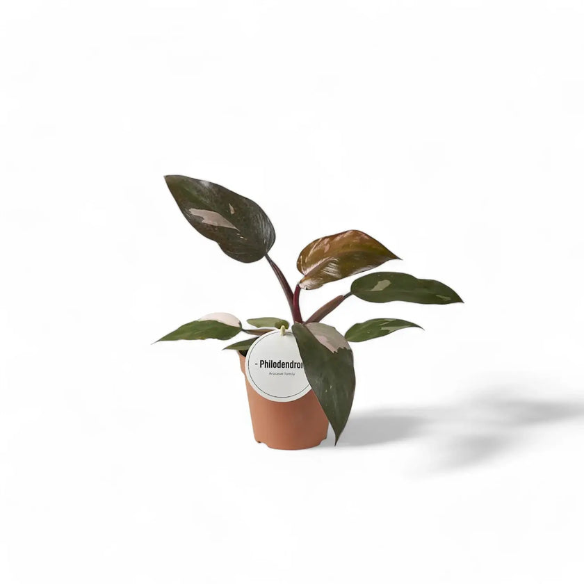 Philodendron 'Burgundy princess' potted houseplant in nursery pot on white background, product photo 2.
