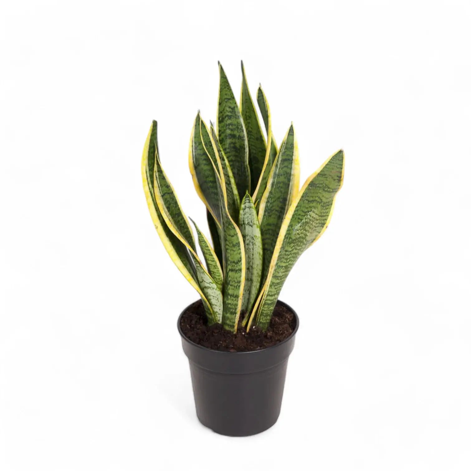 Dracaena (Sansevieria) trifasciata 'Laurentii' – Topfpflanze im Kulturtopf vor weißem Hintergrund, Produktfoto 4.
