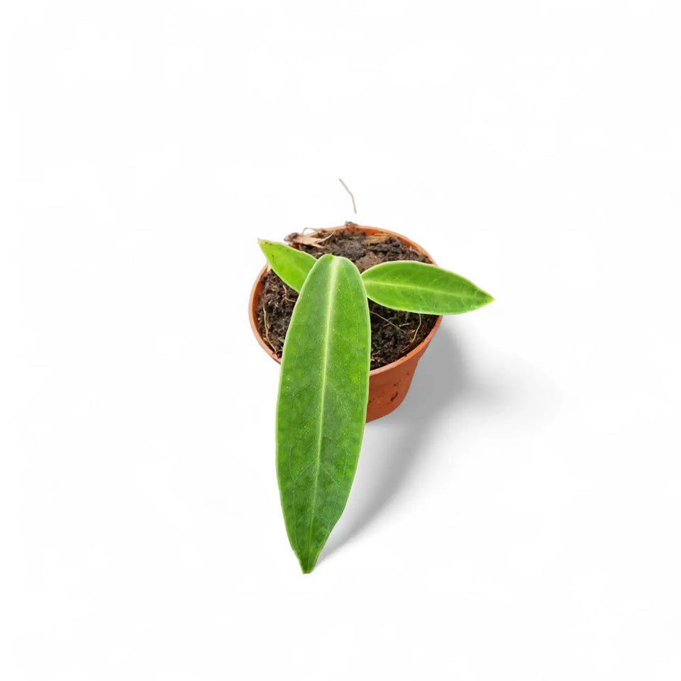 Anthurium warocqueanum potted houseplant in nursery pot on white background, product photo 6.