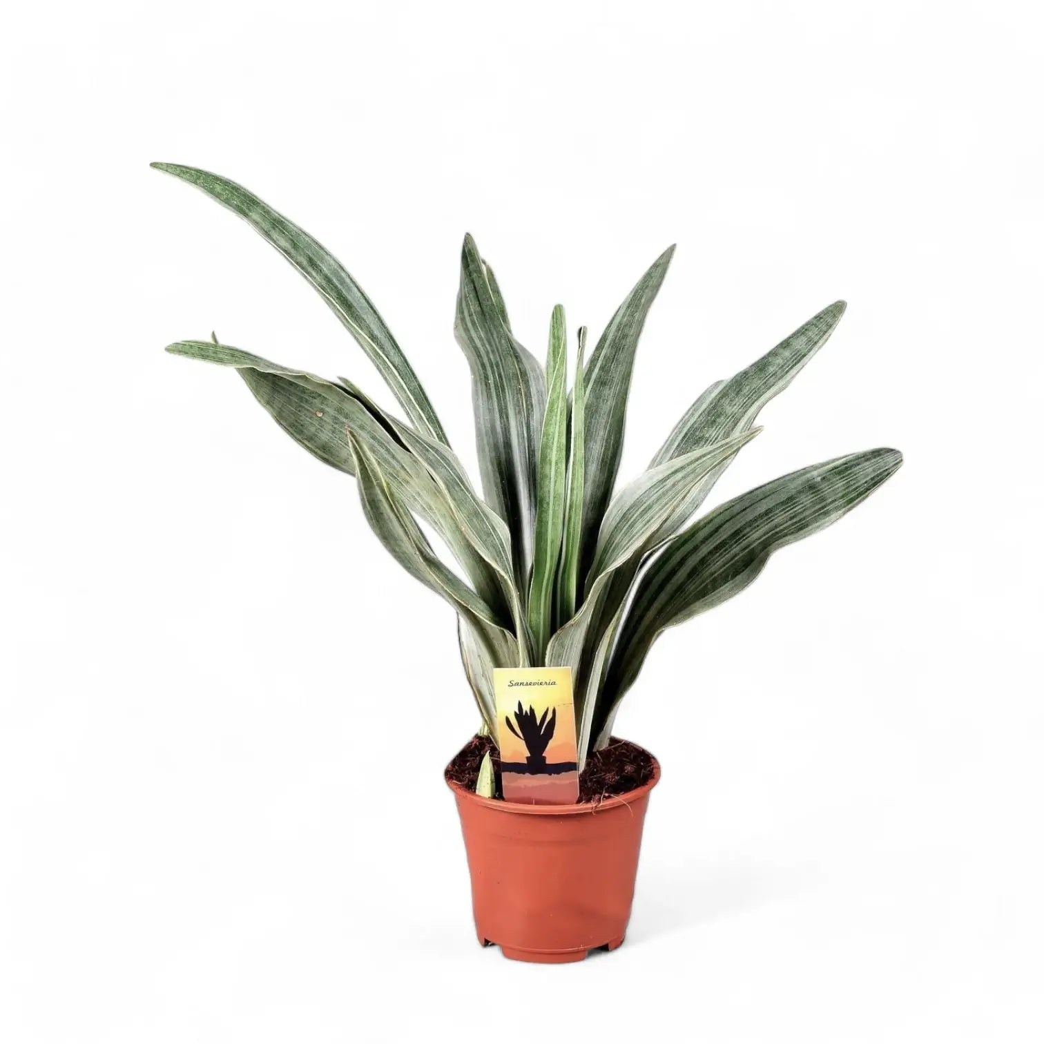 Dracaena (Sansevieria) trifasciata 'Metallica' – Topfpflanze im Kulturtopf vor weißem Hintergrund, Produktfoto 4.