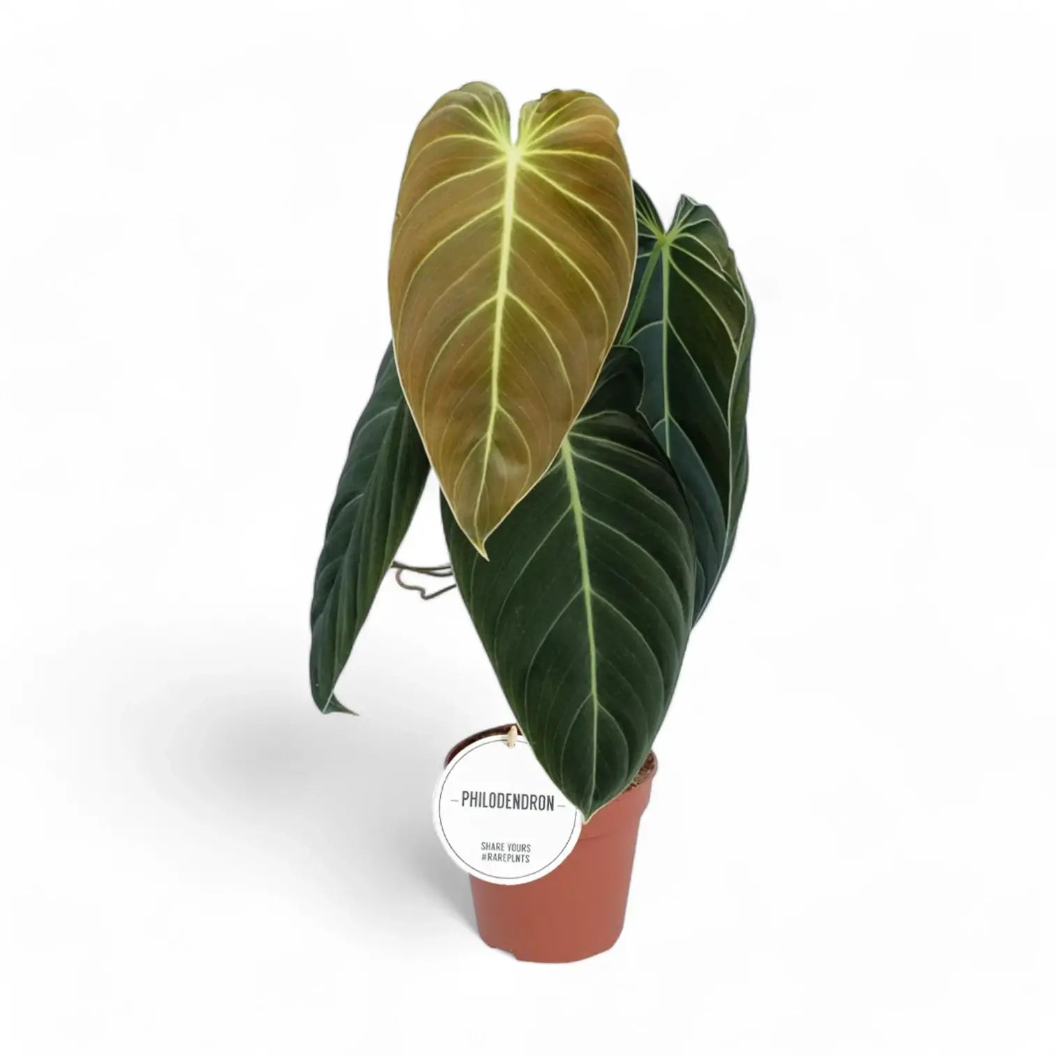 Philodendron melanochrysum – Topfpflanze im Kulturtopf vor weißem Hintergrund, Produktfoto 14.