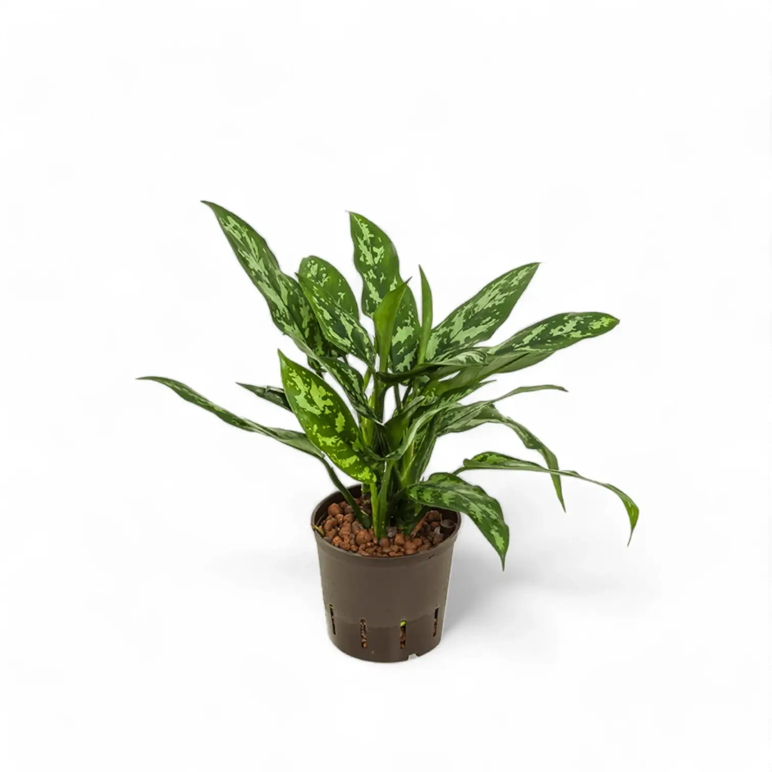 Aglaonema 'Maria' potted houseplant in nursery pot on white background, product photo 4.
