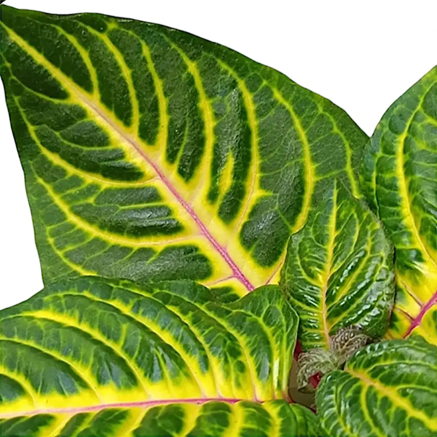 Iresine diffusa f. herbstii 'Rich Goldstar' leaf close-up on white background.