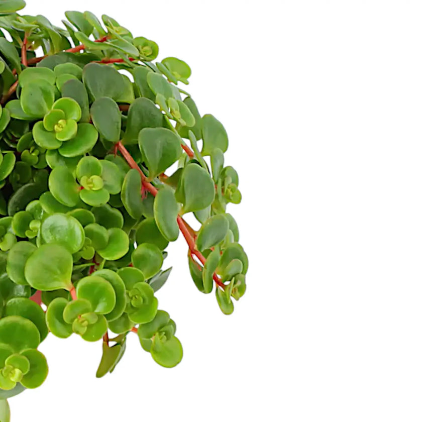 Sedum makinoi 'Tornado' leaf close-up on white background.