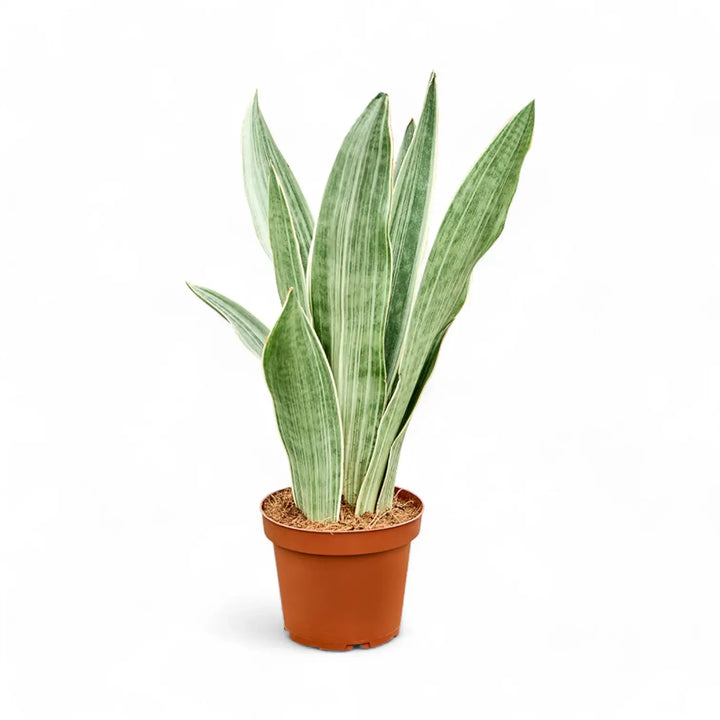 Dracaena (Sansevieria) trifasciata 'Metallica' potted houseplant in nursery pot on white background, product photo 2.