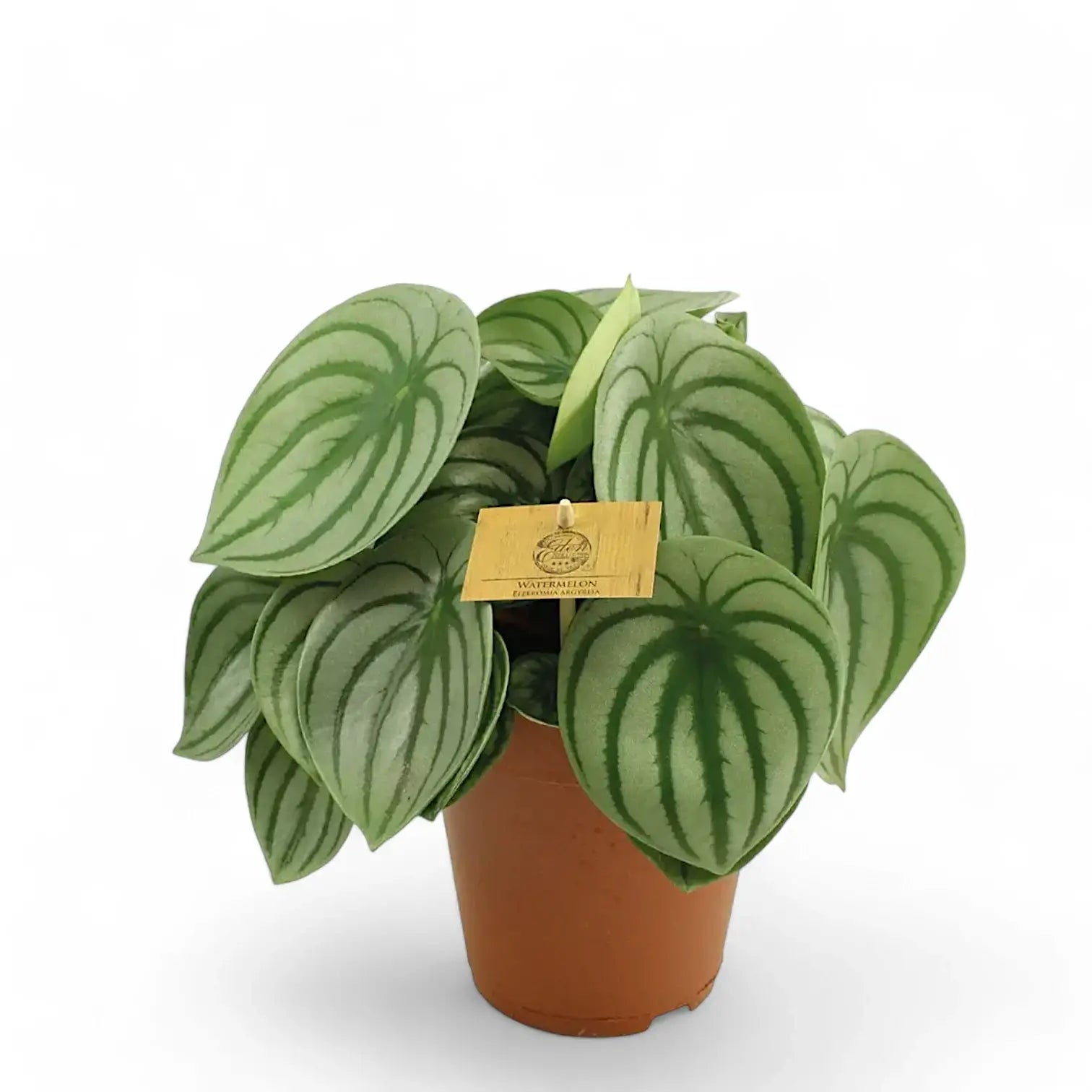 Peperomia argyreia potted houseplant in nursery pot on white background, product photo 2.