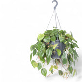 Philodendron hederaceum var. oxycardium (Philodendron scandens) potted houseplant in nursery pot on white background, product photo 10.