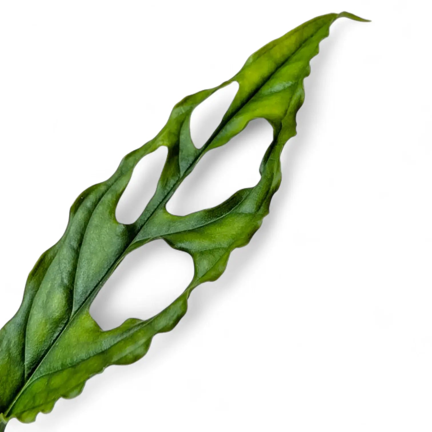 Monstera obliqua (Peru) – Zimmerpflanze im Kulturtopf auf weißem Hintergrund, Produktfoto 8.