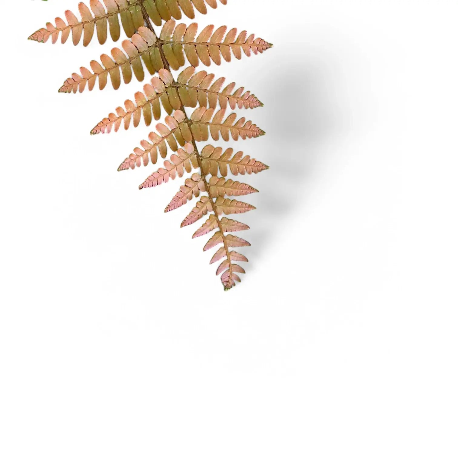 Dryopteris erythrosora – Nahaufnahme eines Blatts vor weißem Hintergrund.