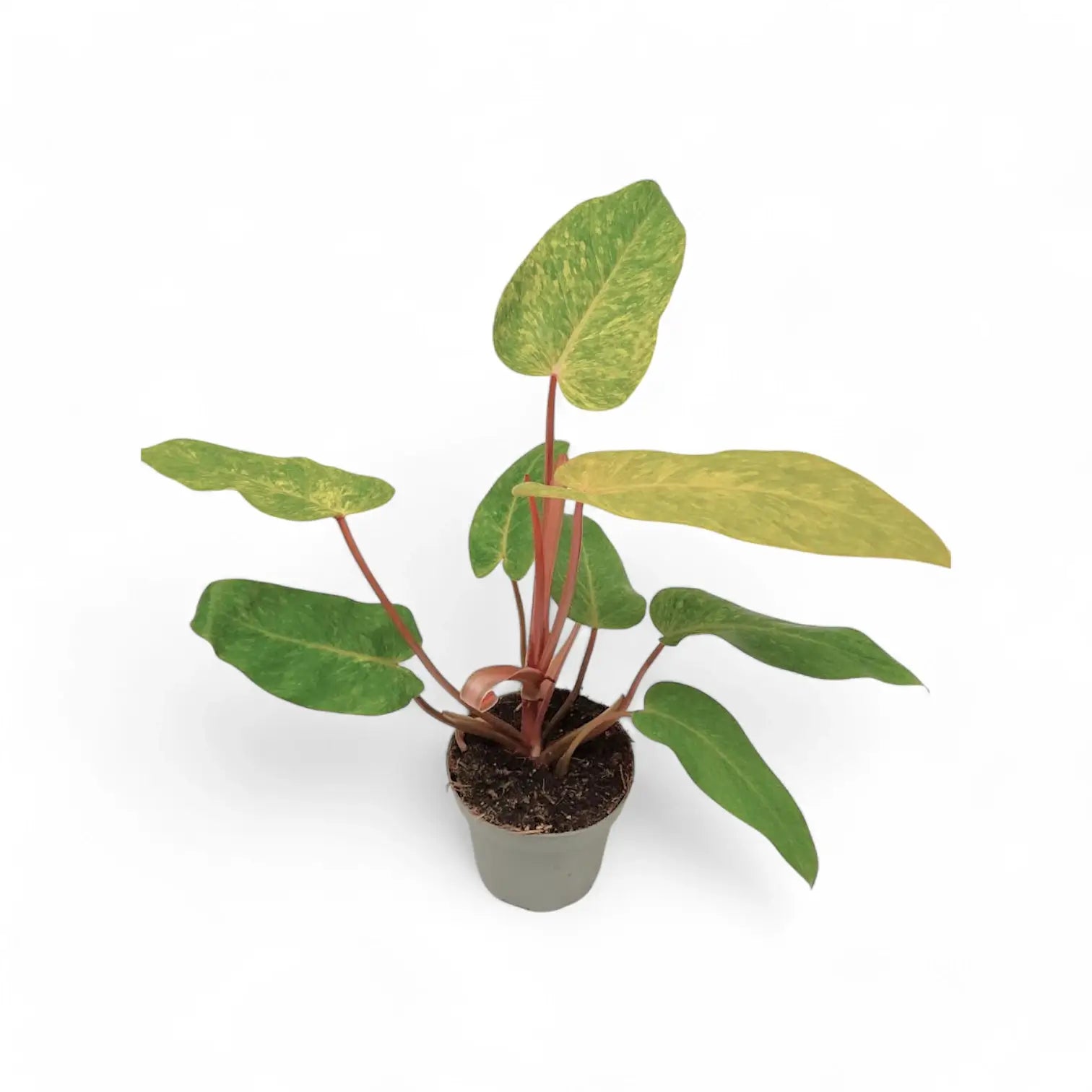 Philodendron 'Painted lady' – Zimmerpflanze im Kulturtopf auf weißem Hintergrund, Produktfoto 6.