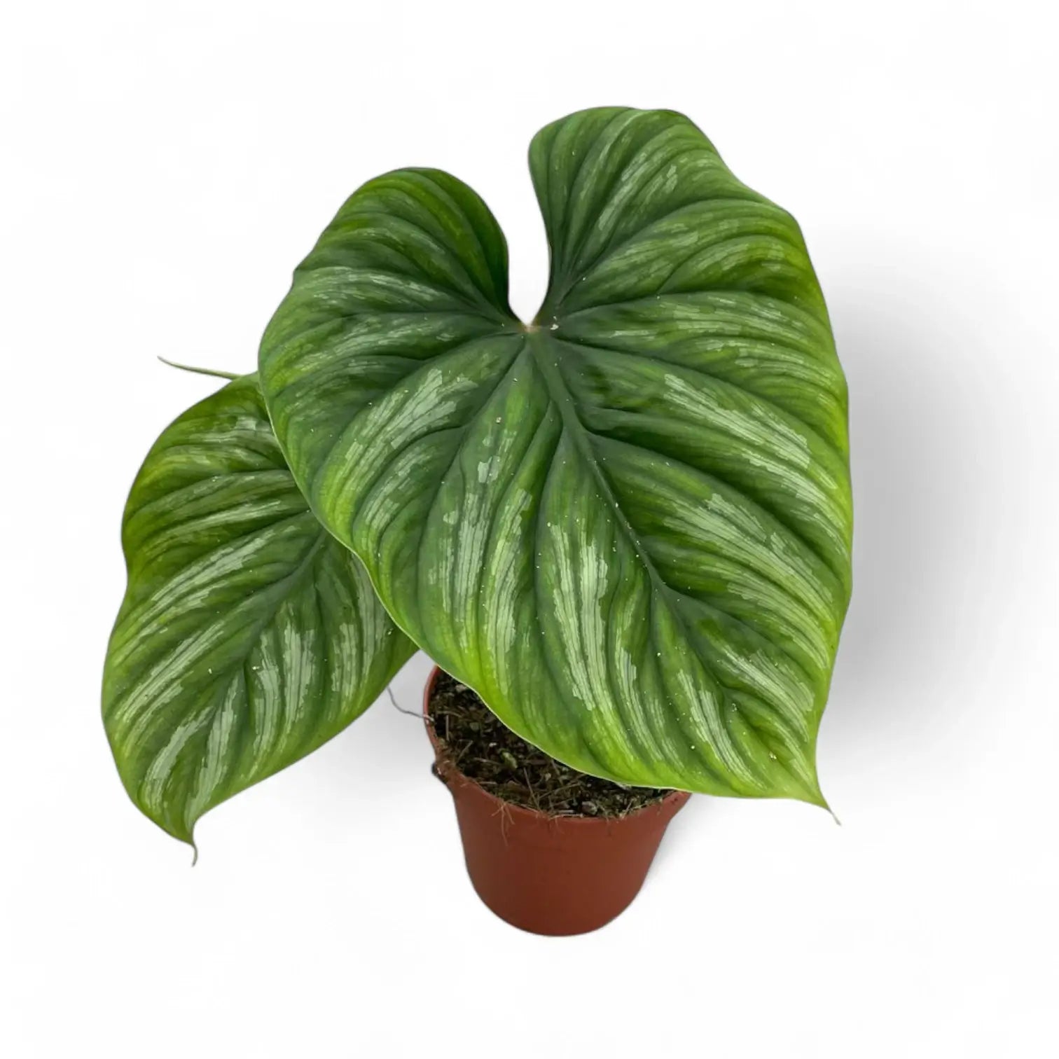Philodendron plowmanii potted houseplant in nursery pot on white background, product photo 6.