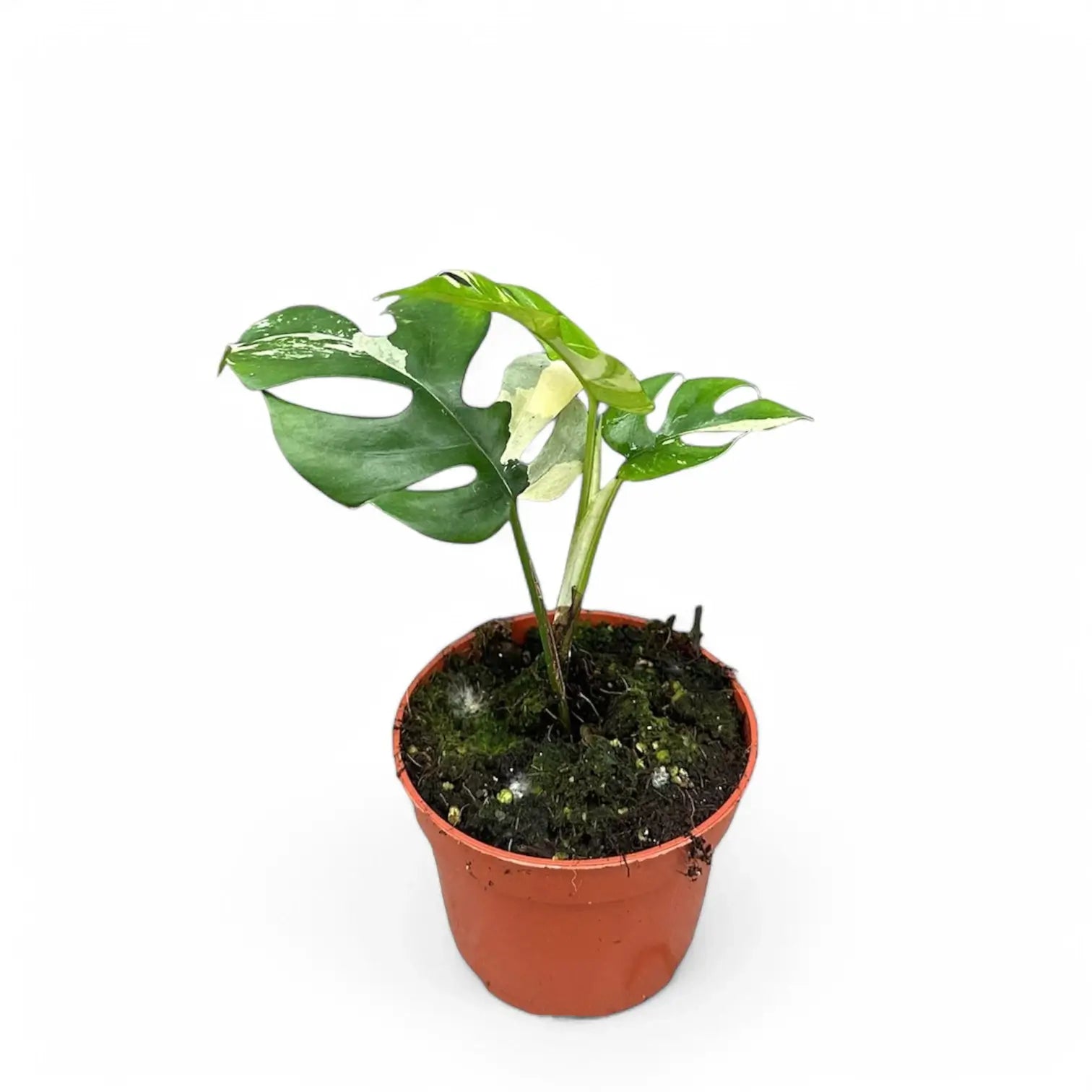 Rhaphidophora tetrasperma albo-variegata potted houseplant in nursery pot on white background, product photo 5.
