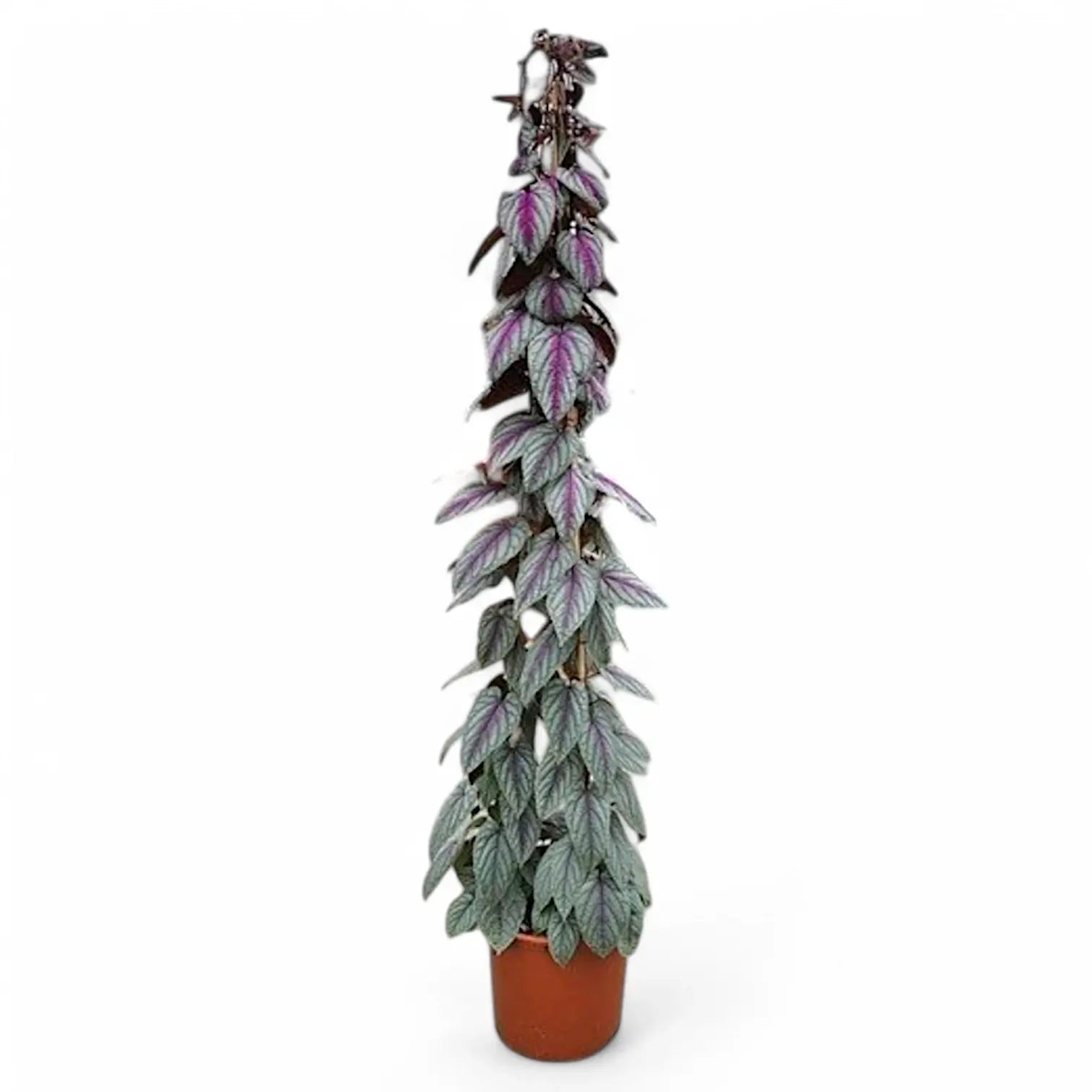 Cissus discolor 'Violet Vine' – Zimmerpflanze im Kulturtopf auf weißem Hintergrund, Produktfoto 11.