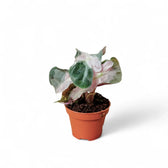 Alocasia 'Polly' Albo/ Pink Variegata potted houseplant in nursery pot on white background, product photo 11.