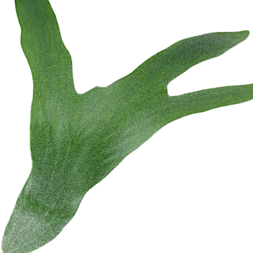 Platycerium bifurcatum 'Netherlands' – Nahaufnahme eines Blatts vor weißem Hintergrund.