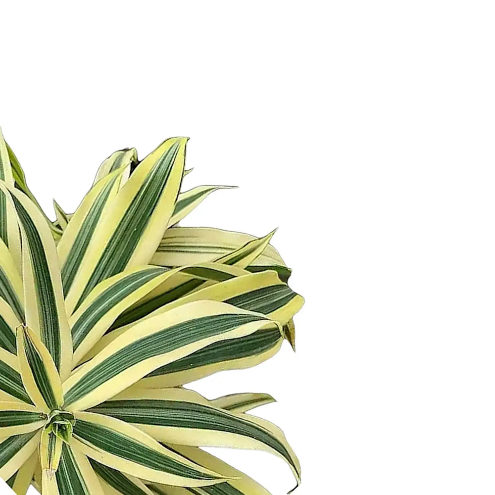 Dracaena reflexa 'Song Of India' – Nahaufnahme eines Blatts vor weißem Hintergrund.