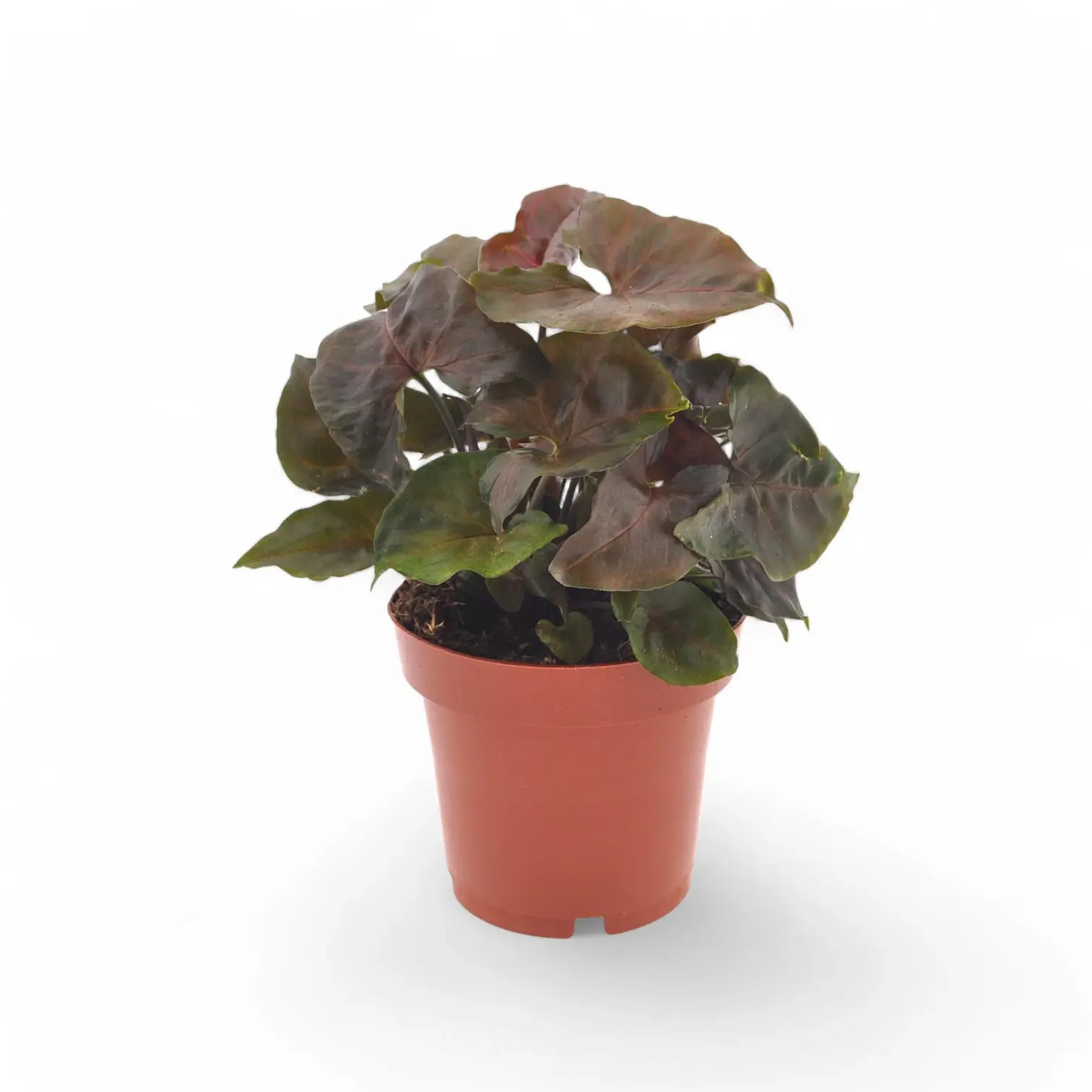 Syngonium podophyllum 'Maria Allusion' potted houseplant in nursery pot on white background, product photo 4.