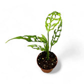 Monstera obliqua (Peru) potted houseplant in nursery pot on white background, product photo 7.