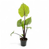 Alocasia 'Black Cobra' potted houseplant in nursery pot on white background, product photo 4.