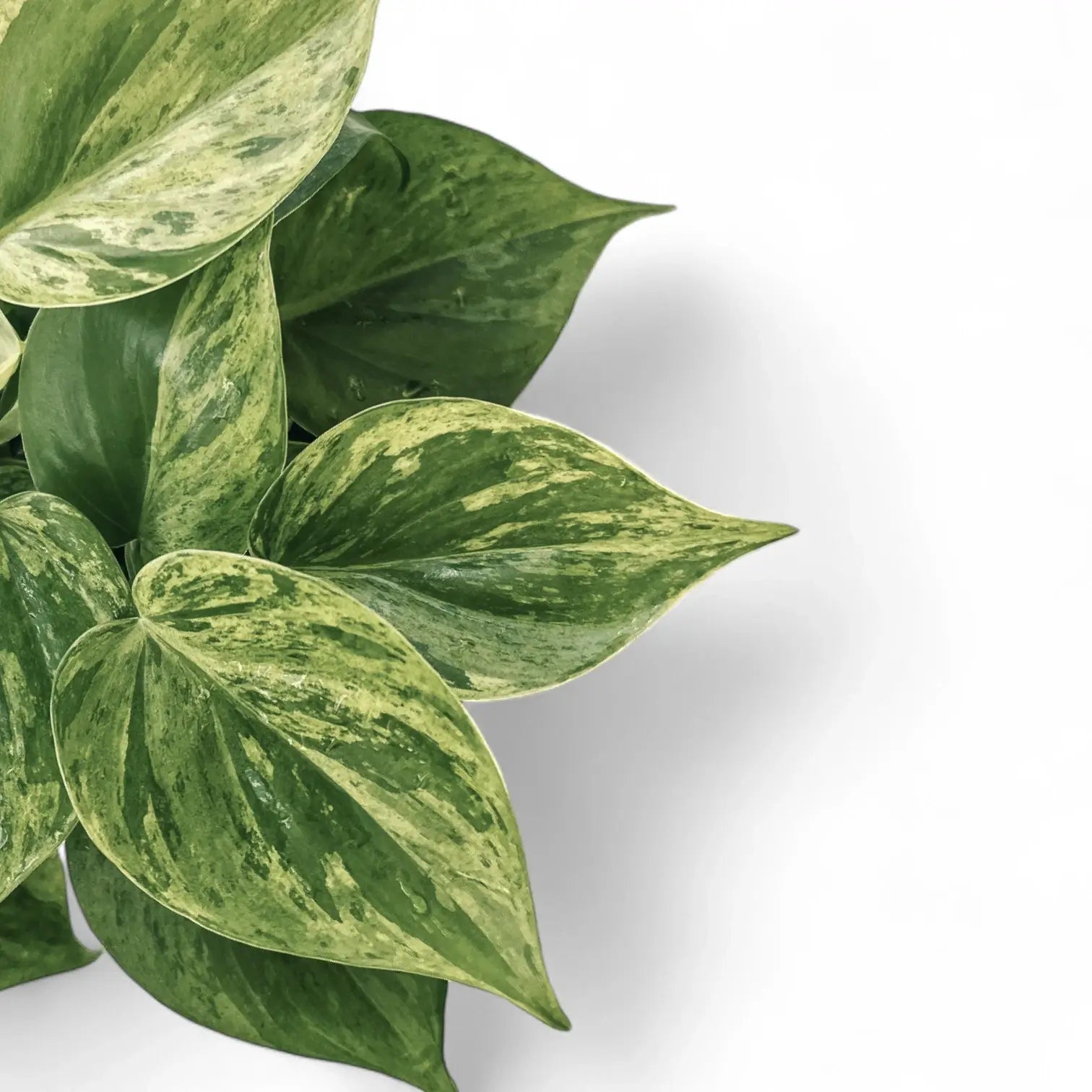 Philodendron hederaceum var. oxycardium variegata – Nahaufnahme eines Blatts vor weißem Hintergrund.