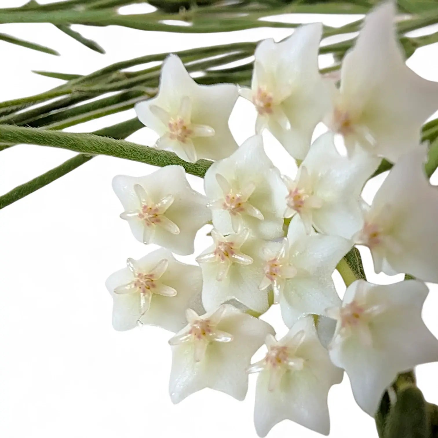 Hoya linearis – Topfpflanze im Kulturtopf vor weißem Hintergrund, Produktfoto 4.