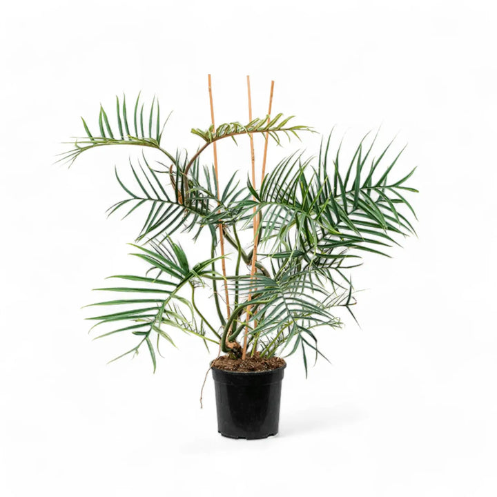 Philodendron tortum – Topfpflanze im Kulturtopf vor weißem Hintergrund, Produktfoto 3.