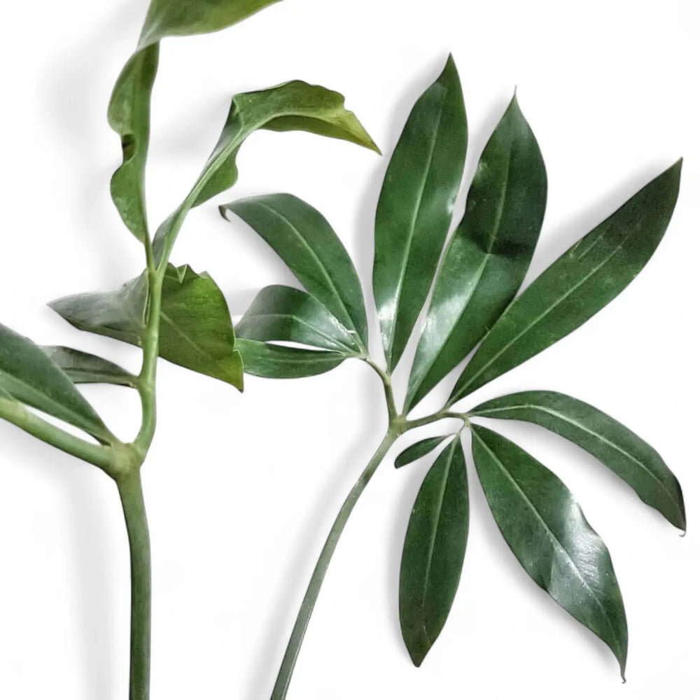 Thaumatophyllum spruceanum 'Green Wonder' ('Fun Bun') – Blatt-Detailaufnahme auf weißem Hintergrund.