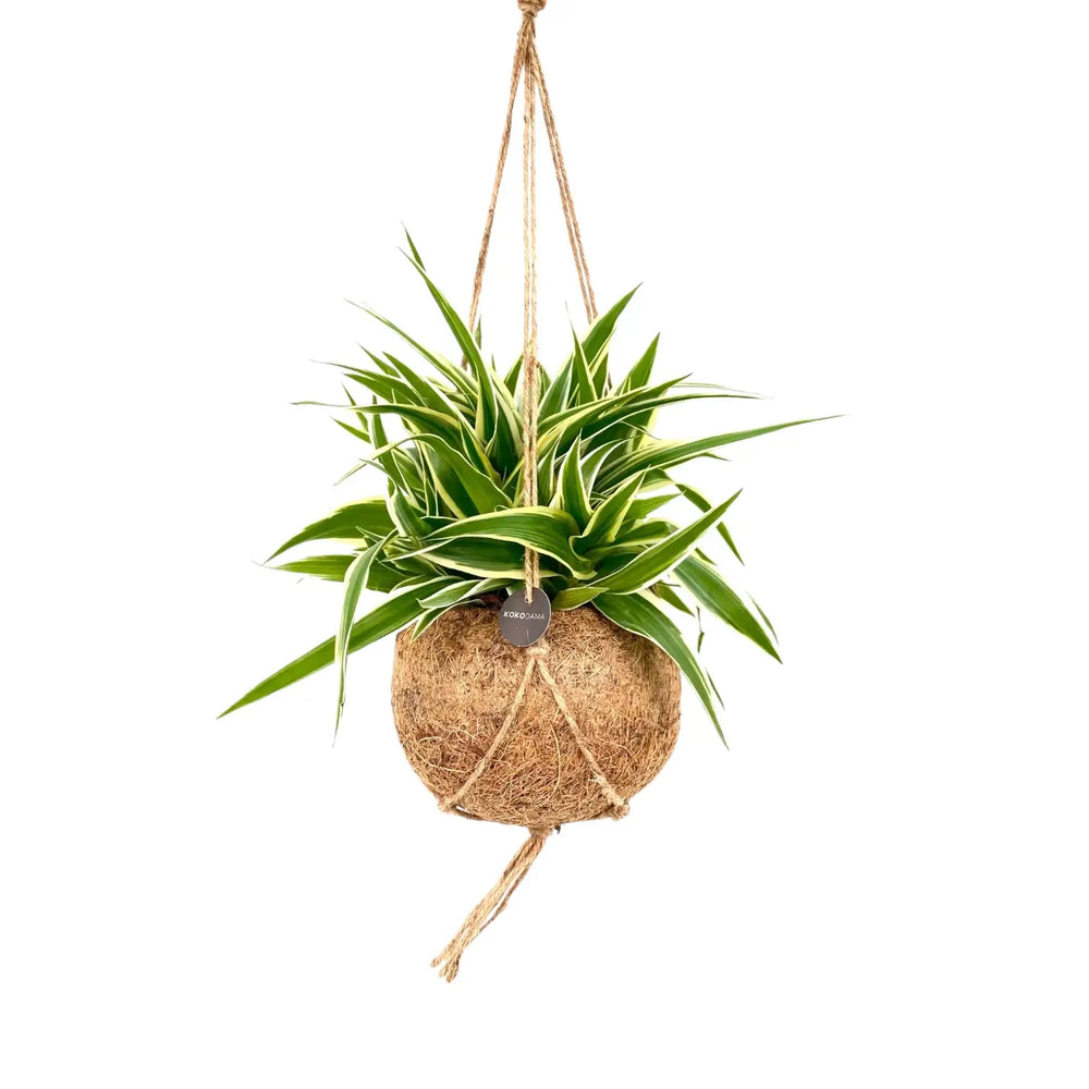 Chlorophytum comosum 'Ocean' in Kokodama – Blatt-Detailaufnahme auf weißem Hintergrund.