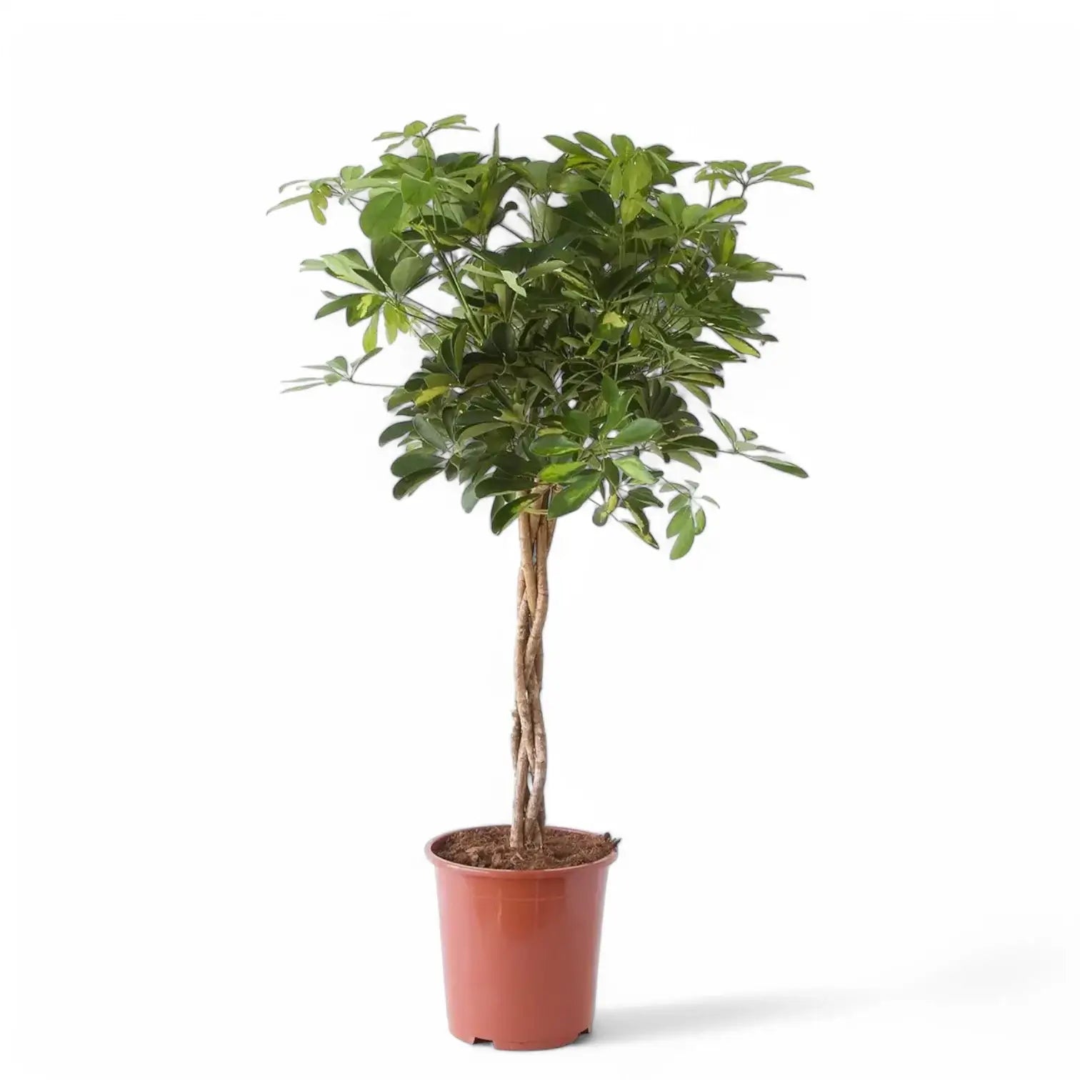 Heptapleurum (Schefflera) arboricola 'Gold Capella' potted houseplant in nursery pot on white background, product photo 6.