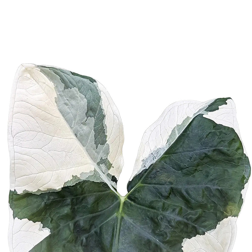 Xanthosoma sagittifolium 'Mickey Mouse' leaf close-up on white background.