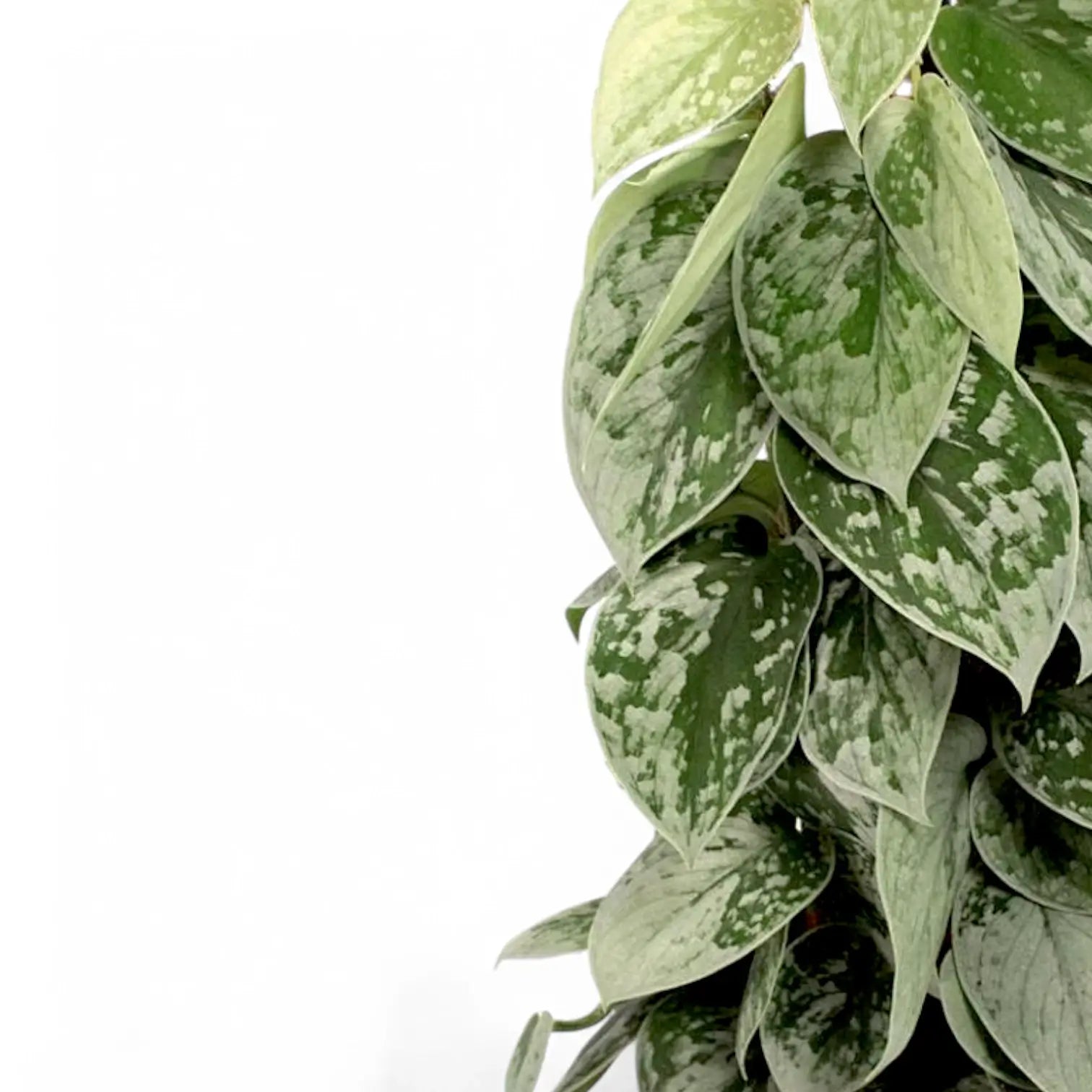 Scindapsus pictus 'Silvery Ann' potted houseplant in nursery pot on white background, product photo 3.
