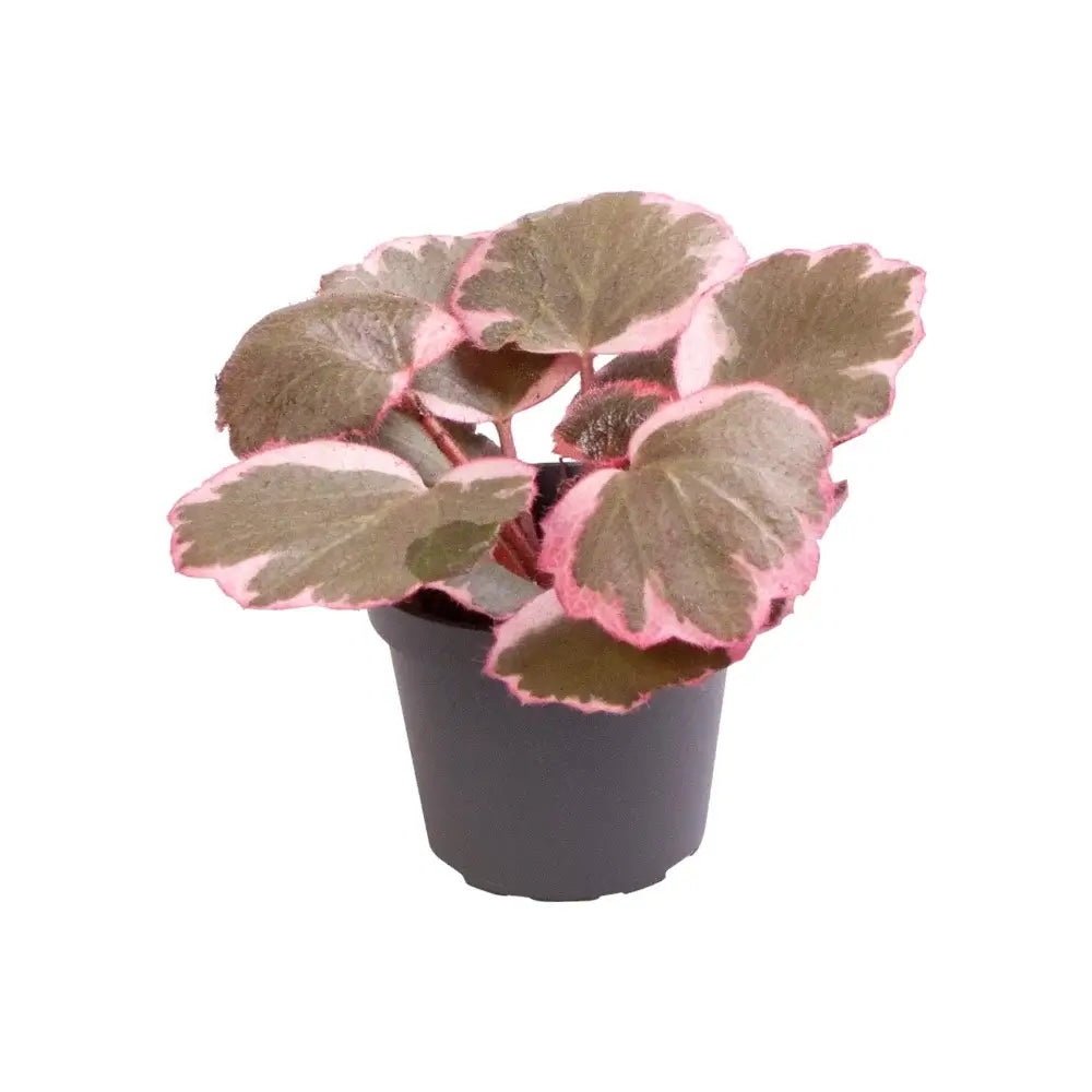 Saxifraga stolonifera variegata ('Strawberry Begonia') – Zimmerpflanze im Kulturtopf auf weißem Hintergrund, Produktfoto 4.