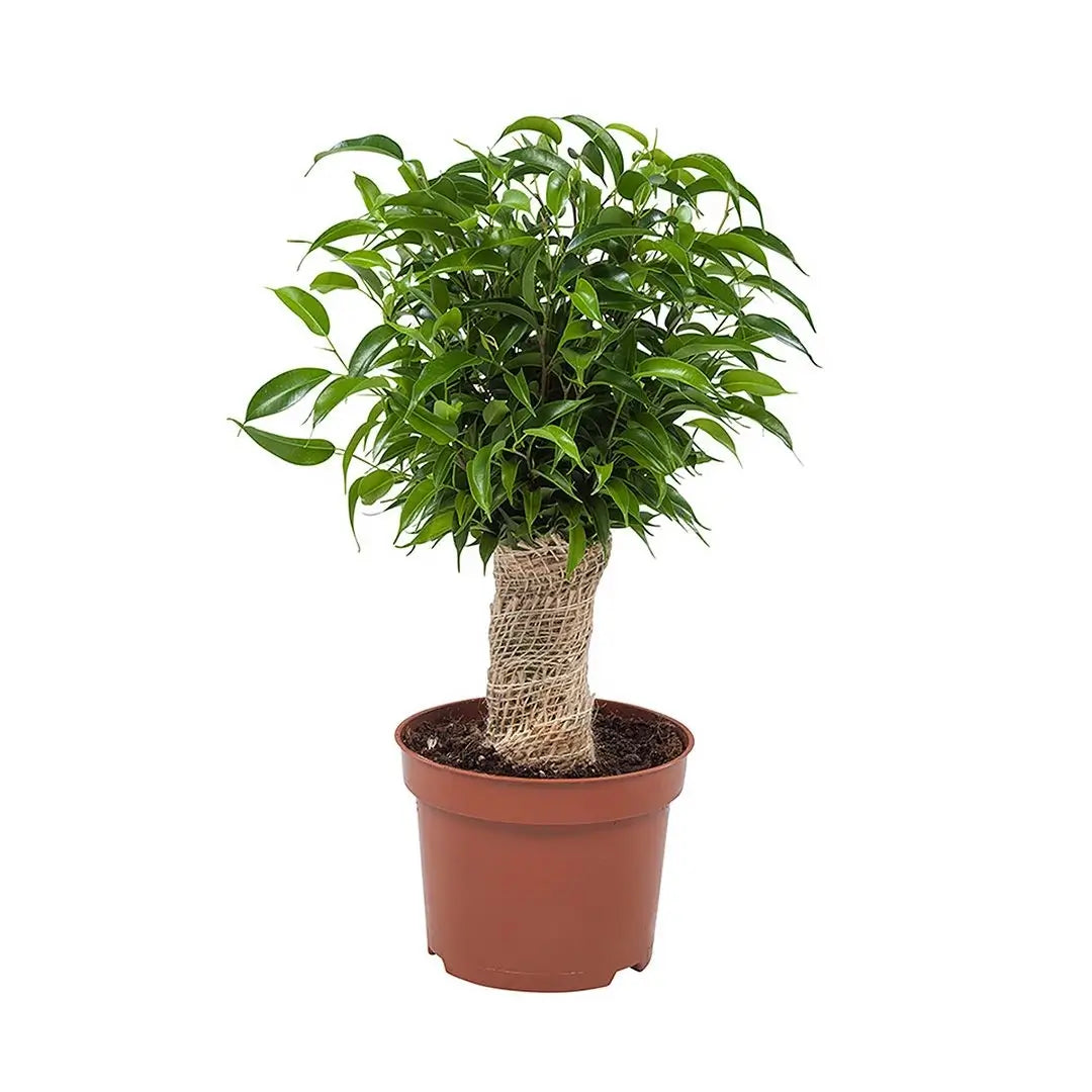 Ficus benjamina 'Natasja' potted houseplant in nursery pot on white background, product photo 2.