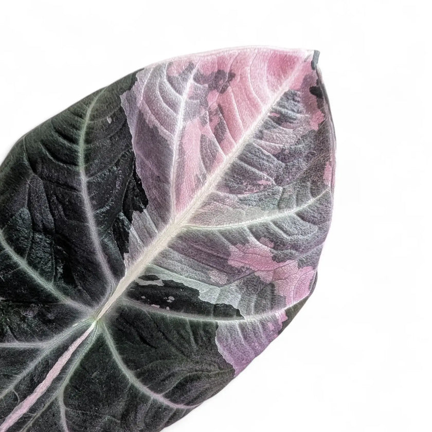 Alocasia reginula Pink Variegated leaf close-up on white background.