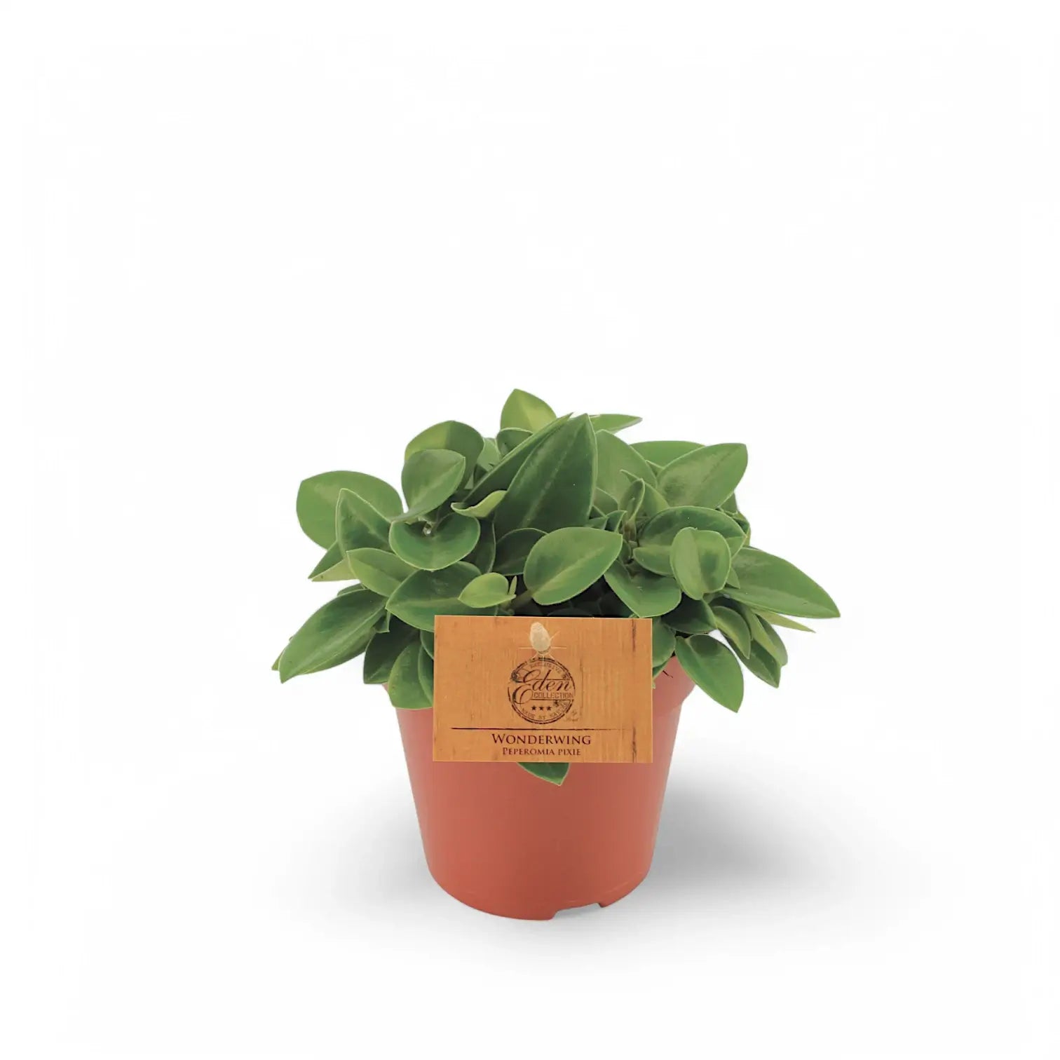 Peperomia orba 'Pixie' potted houseplant in nursery pot on white background, product photo 5.