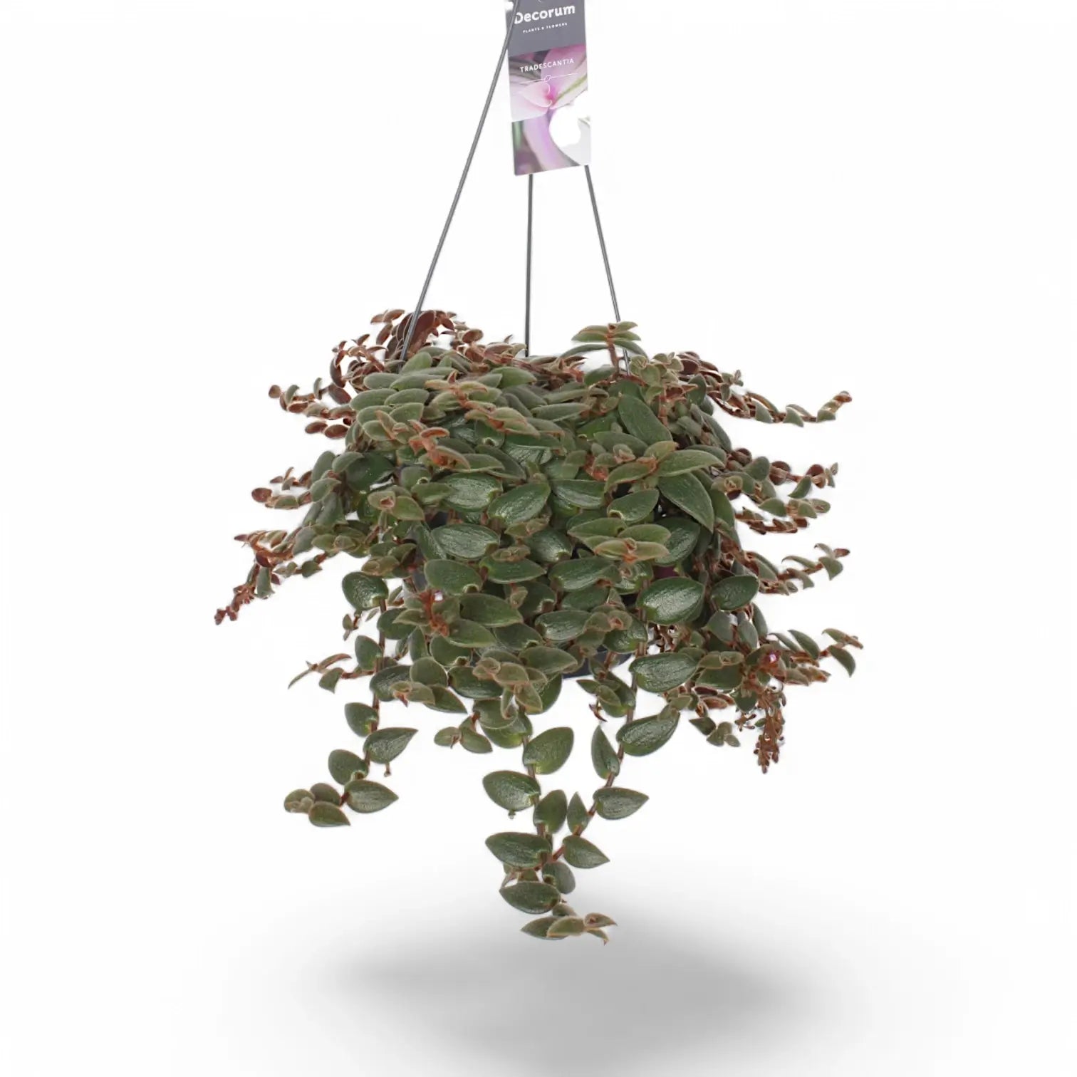 Cyanotis beddomei ‘Brown Hill’ potted houseplant in nursery pot on white background, product photo 3.